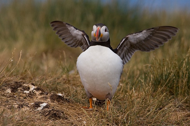 Papageitaucher Fratercula arctica Atlantic Puffin